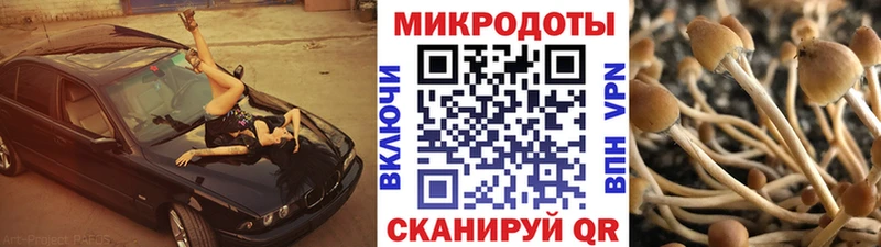 где купить наркотик  Оса  Псилоцибиновые грибы Psilocybine cubensis 
